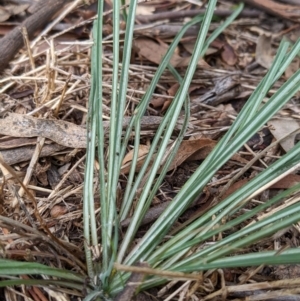 Tragopogon sp. at Watson, ACT - 27 Mar 2022 10:47 AM