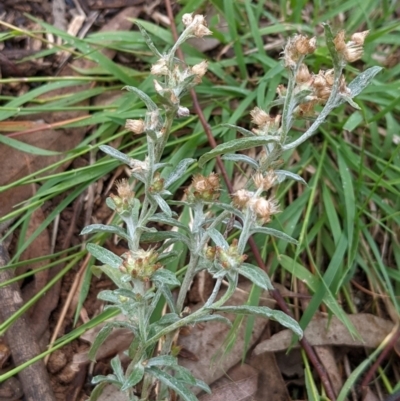 Gamochaeta calviceps (Narrowleaf Purple Everlasting) at Watson Green Space - 26 Mar 2022 by AniseStar