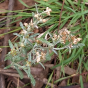 Gamochaeta calviceps at Watson Green Space - 27 Mar 2022