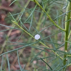 Unidentified Other web-building spider at Watson, ACT - 26 Mar 2022 by AniseStar