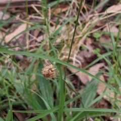 Plantago lanceolata (Ribwort Plantain, Lamb's Tongues) at Watson, ACT - 27 Mar 2022 by AniseStar