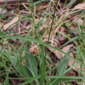 Plantago lanceolata at Watson, ACT - 27 Mar 2022