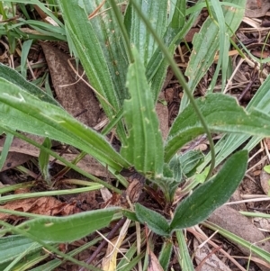 Plantago lanceolata at Watson, ACT - 27 Mar 2022