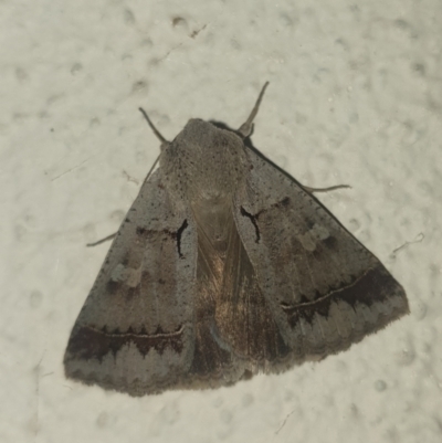 Pantydia sparsa (Noctuid Moth) at Turner, ACT - 27 Mar 2022 by LD12