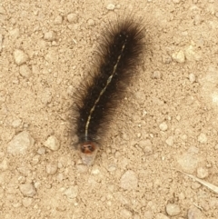 Ardices (genus) (Tiger moth (formerly Spilosoma)) at Casey, ACT - 27 Mar 2022 by LD12