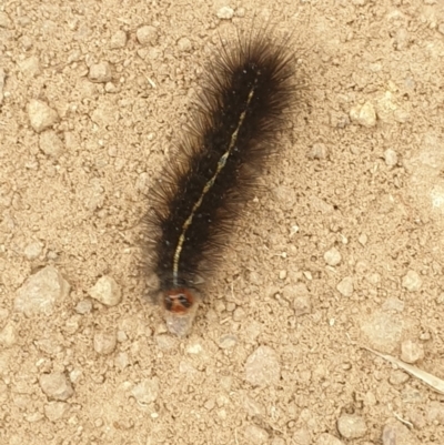 Ardices (genus) (Tiger moth (formerly Spilosoma)) at Casey, ACT - 27 Mar 2022 by LD12