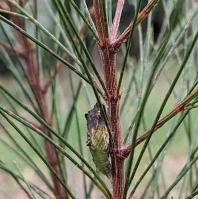 Unidentified Butterfly (Lepidoptera, Rhopalocera) at Watson, ACT - 27 Mar 2022 by AniseStar