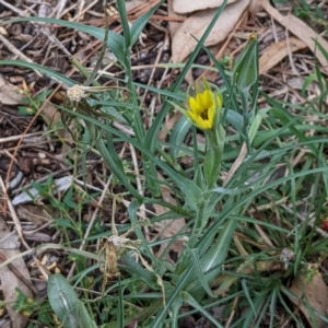 Tragopogon dubius at Watson, ACT - 27 Mar 2022