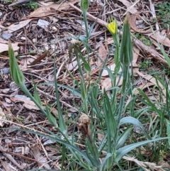 Tragopogon dubius at Watson, ACT - 27 Mar 2022