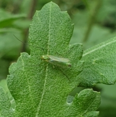Chironomidae (family) (Non-biting Midge) at Lanyon - northern section A.C.T. - 25 Mar 2022 by LD12