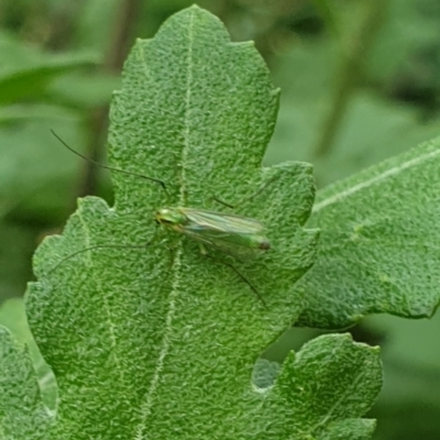 Axarus sp. (genus) (A non-biting midge) at Paddys River, ACT - 25 Mar 2022 by LD12