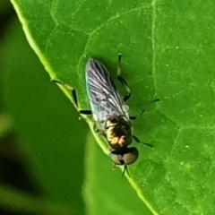 Australoactina sp. (genus) (Soldier fly) at Lanyon - northern section A.C.T. - 25 Mar 2022 by LD12