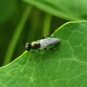 Australoactina sp. (genus) at Paddys River, ACT - 26 Mar 2022