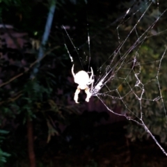 Unidentified Orb-weaving spider (several families) (TBC) at Florey, ACT - 26 Mar 2022 by Lyssae