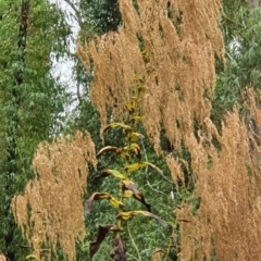 Calomeria amaranthoides (Incense Plant) at Morton National Park - 24 Mar 2022 by janddkelly