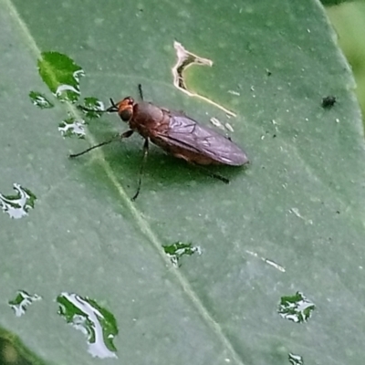 Inopus rubriceps (Sugarcane Soldier Fly) at Kambah, ACT - 27 Mar 2022 by RosemaryRoth