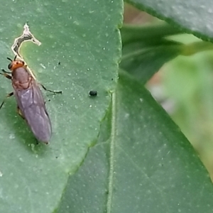 Inopus rubriceps at Kambah, ACT - 27 Mar 2022 03:48 PM