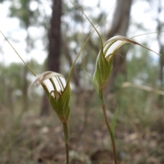 Diplodium ampliatum (Large Autumn Greenhood) at Block 402 - 27 Mar 2022 by RobG1