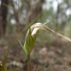 Diplodium ampliatum at Stromlo, ACT - 27 Mar 2022