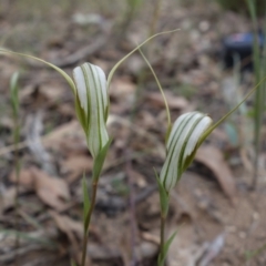 Diplodium ampliatum at Stromlo, ACT - suppressed