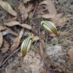 Diplodium ampliatum at Stromlo, ACT - 27 Mar 2022