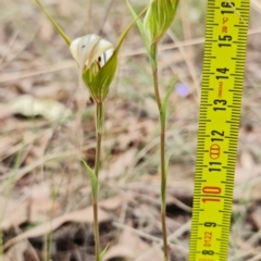 Diplodium ampliatum at Stromlo, ACT - 27 Mar 2022