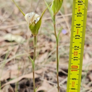 Diplodium ampliatum at Stromlo, ACT - 27 Mar 2022