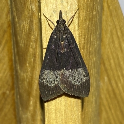 Uresiphita ornithopteralis (Tree Lucerne Moth) at Jerrabomberra, NSW - 27 Mar 2022 by SteveBorkowskis