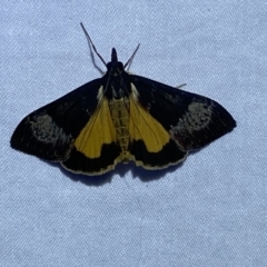 Uresiphita ornithopteralis at Jerrabomberra, NSW - 27 Mar 2022