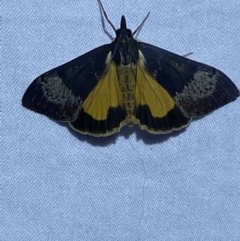 Uresiphita ornithopteralis at Jerrabomberra, NSW - 27 Mar 2022