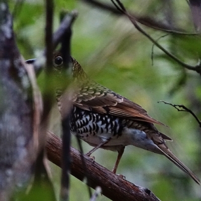 Zoothera lunulata (Bassian Thrush) at Tidbinbilla Nature Reserve - 27 Mar 2022 by Ct1000