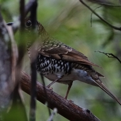 Zoothera lunulata at Paddys River, ACT - 27 Mar 2022 05:13 PM