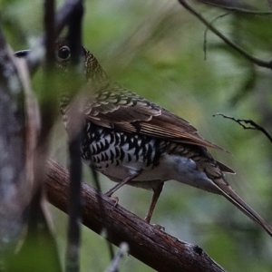 Zoothera lunulata at Paddys River, ACT - 27 Mar 2022