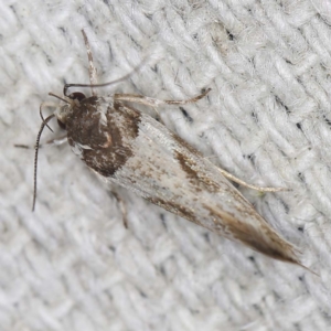 Cosmopterigidae (family) at O'Connor, ACT - 22 Mar 2022