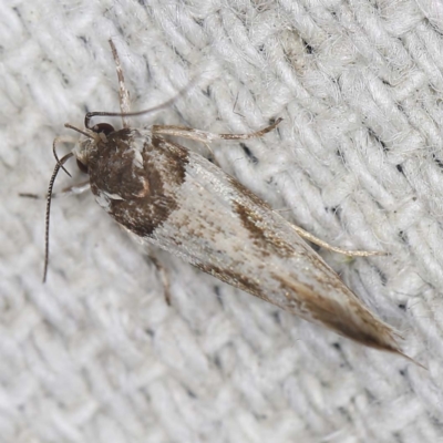 Cosmopterigidae (family) (Unidentified Cosmopterigid moth) at O'Connor, ACT - 22 Mar 2022 by ibaird
