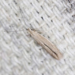 Unidentified Other moth (TBC) at O'Connor, ACT - 22 Mar 2022 by ibaird