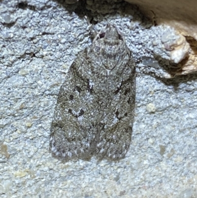 Philobota philostaura (A Concealer moth (Philobota group)) at Jerrabomberra, NSW - 27 Mar 2022 by SteveBorkowskis