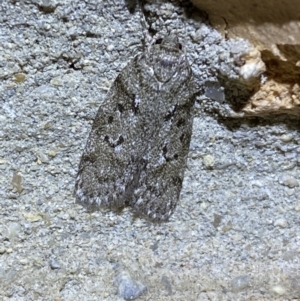 Philobota philostaura at Jerrabomberra, NSW - 27 Mar 2022