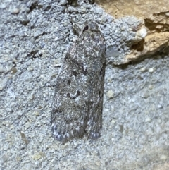 Philobota philostaura at Jerrabomberra, NSW - 27 Mar 2022