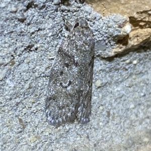 Philobota philostaura at Jerrabomberra, NSW - 27 Mar 2022