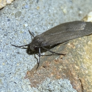 Lithosiini (tribe) at Jerrabomberra, NSW - suppressed