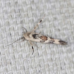 Stathmopoda melanochra (An Oecophorid moth (Eriococcus caterpillar)) at O'Connor, ACT - 22 Mar 2022 by ibaird