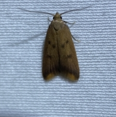 Tachystola acroxantha (A Concealer moth) at Jerrabomberra, NSW - 27 Mar 2022 by Steve_Bok