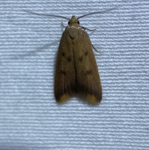 Tachystola acroxantha at Jerrabomberra, NSW - 27 Mar 2022