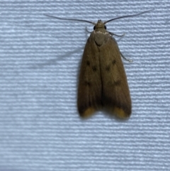 Tachystola acroxantha at Jerrabomberra, NSW - 27 Mar 2022