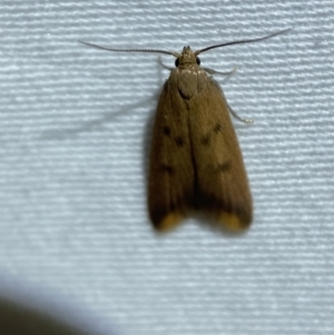 Tachystola acroxantha at Jerrabomberra, NSW - 27 Mar 2022