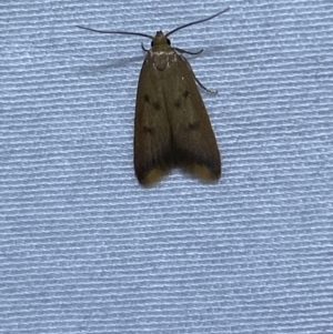 Tachystola acroxantha at Jerrabomberra, NSW - 27 Mar 2022