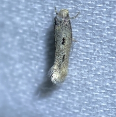 Lepidoptera unclassified ADULT moth (Unidentified - Moth) at QPRC LGA - 27 Mar 2022 by Steve_Bok