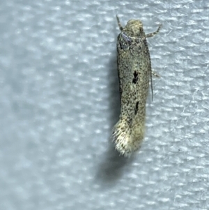 Lepidoptera unclassified ADULT moth at Jerrabomberra, NSW - 27 Mar 2022