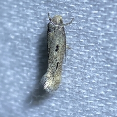Lepidoptera unclassified ADULT moth at Jerrabomberra, NSW - 27 Mar 2022